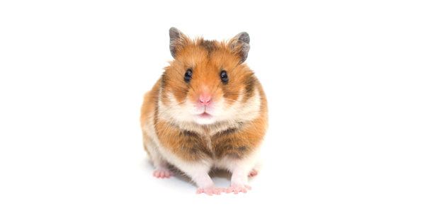 Socialize Your Hamster: 7 Proven Tips for Happy Pets