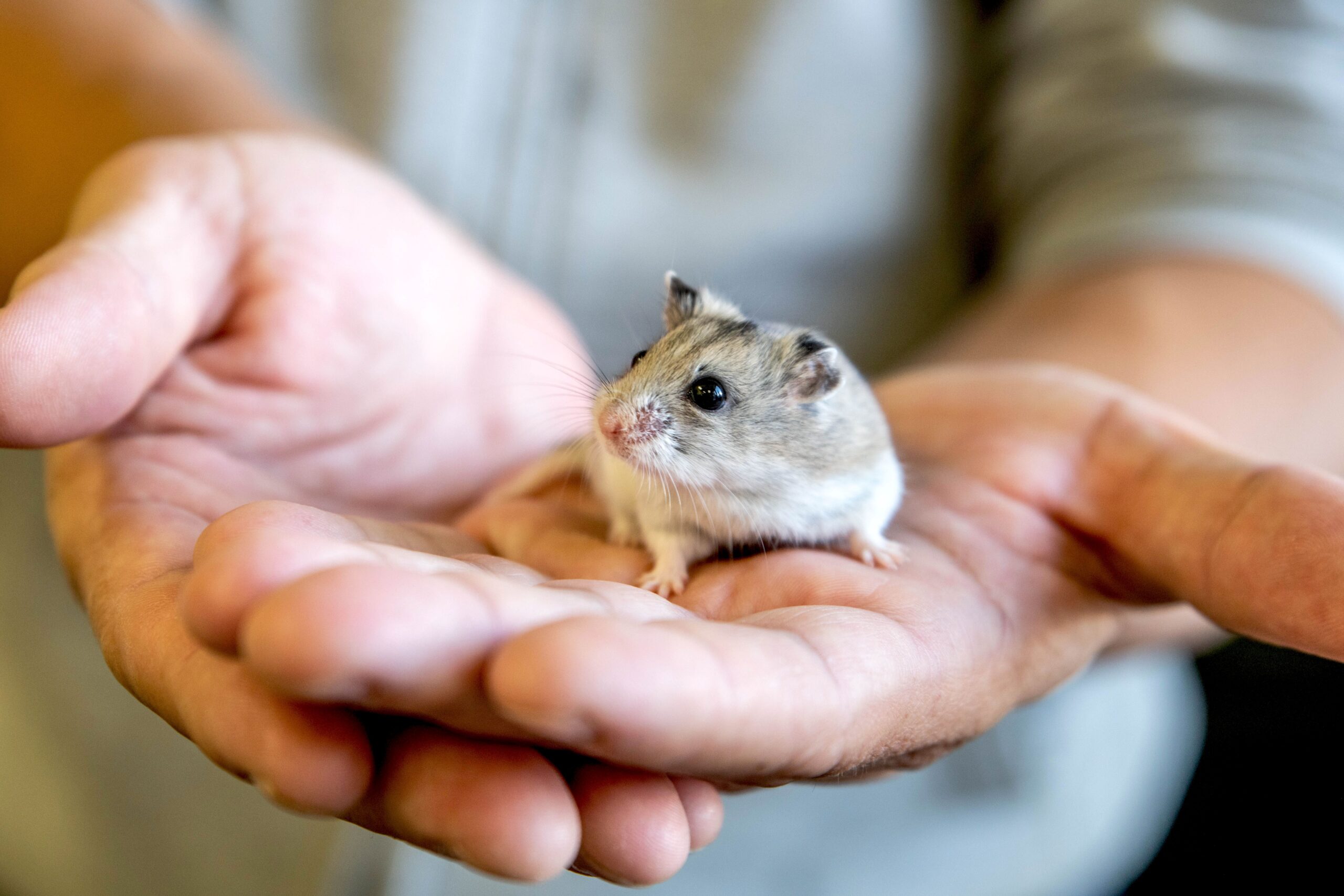 Tame Your Hamster: 7 Essential Tips for a Happy Pet