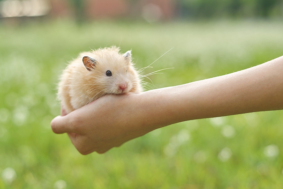 Hamster Care: Essential Tips For Teaching Kids Wisely