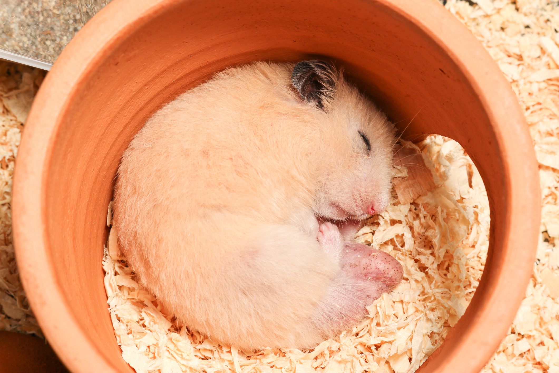 Hamster Sleeping Patterns: 7 Secrets for Happy, Healthy Pets