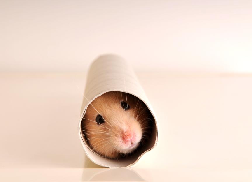 Ultimate Guide: 7 Safe Hamster Toys for Happy Pets!