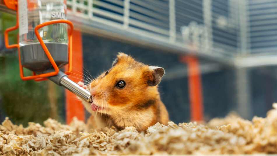 Engage Kids with 7 Essential Hamster Interaction Techniques