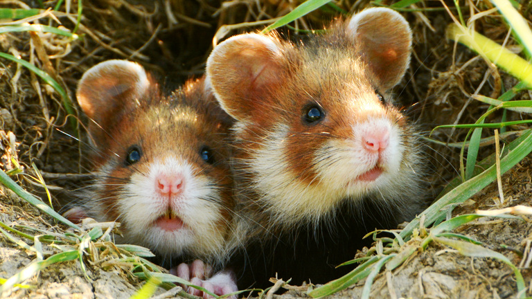 Discover the 7 Essential Syrian Hamster Characteristics You Must Know