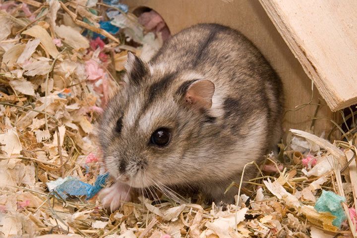 Campbell’s Dwarf Hamster: 7 Fun Facts You Must Know Today!