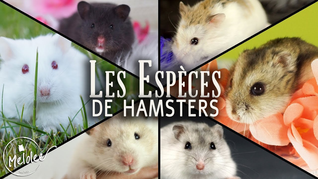 Discover 5 Key Differences Between Popular Hamster Breeds