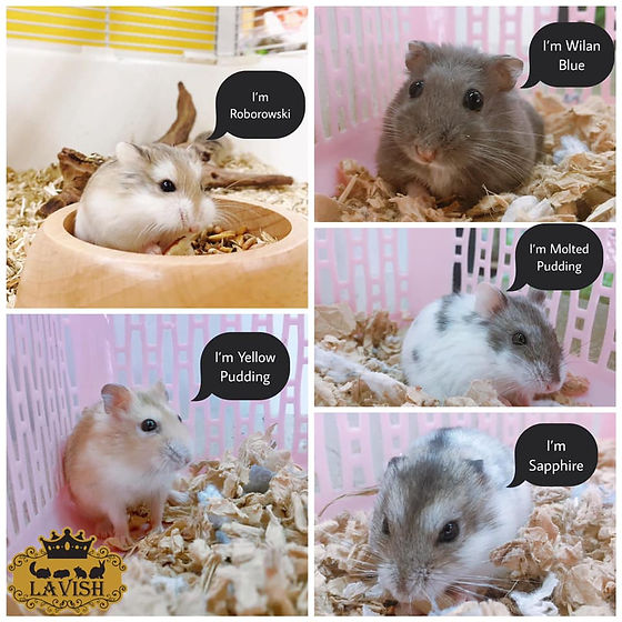 Discover 7 Stunning Hamster Color Variations You Need to See