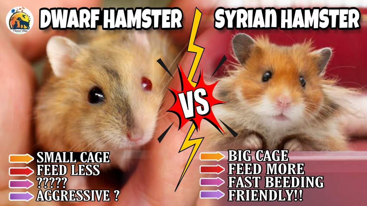 Syrian vs Dwarf Hamsters: Which Pet Is Right for You?