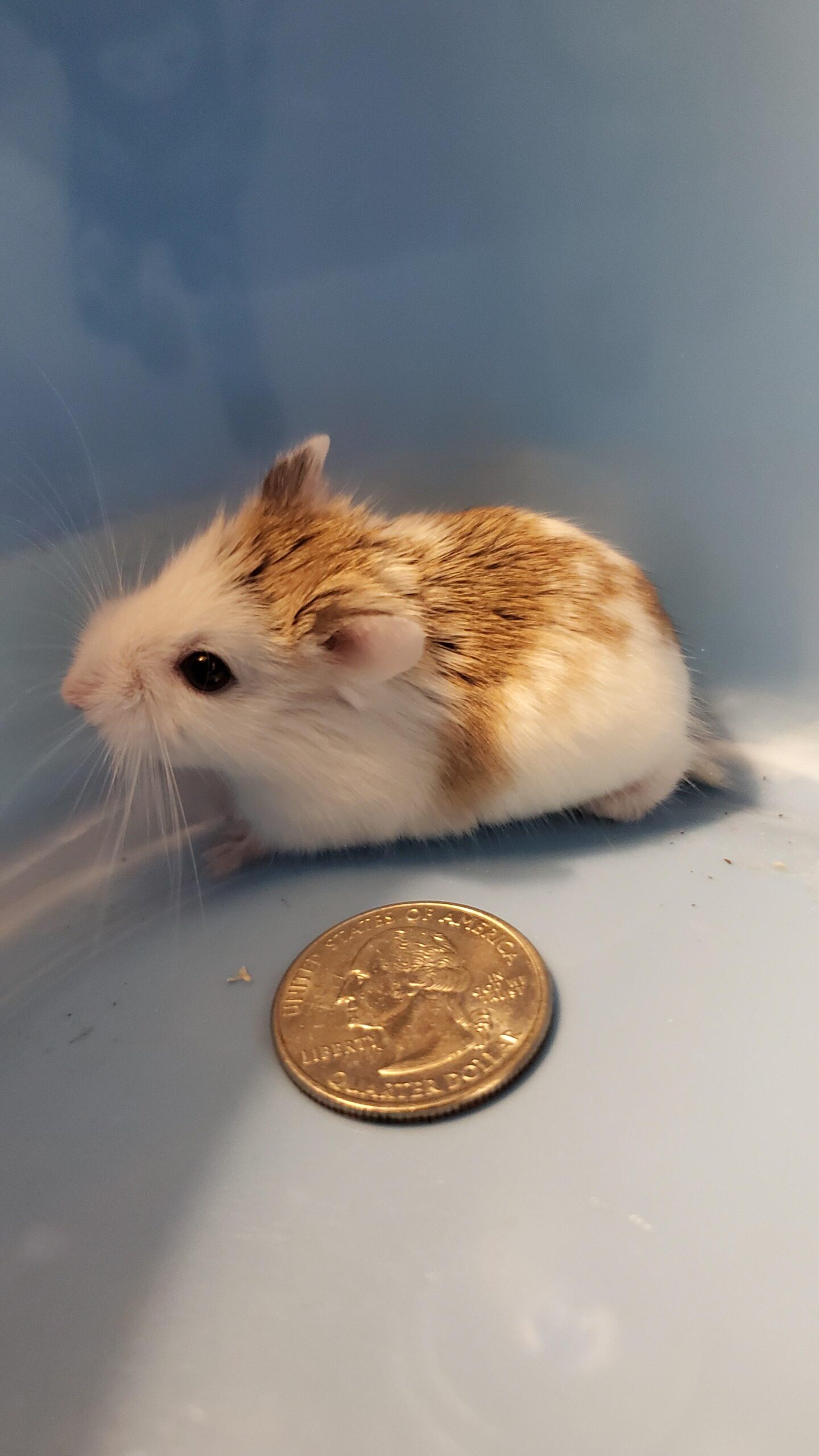 Ultimate Guide: Hamster Size Comparisons for All Breeds