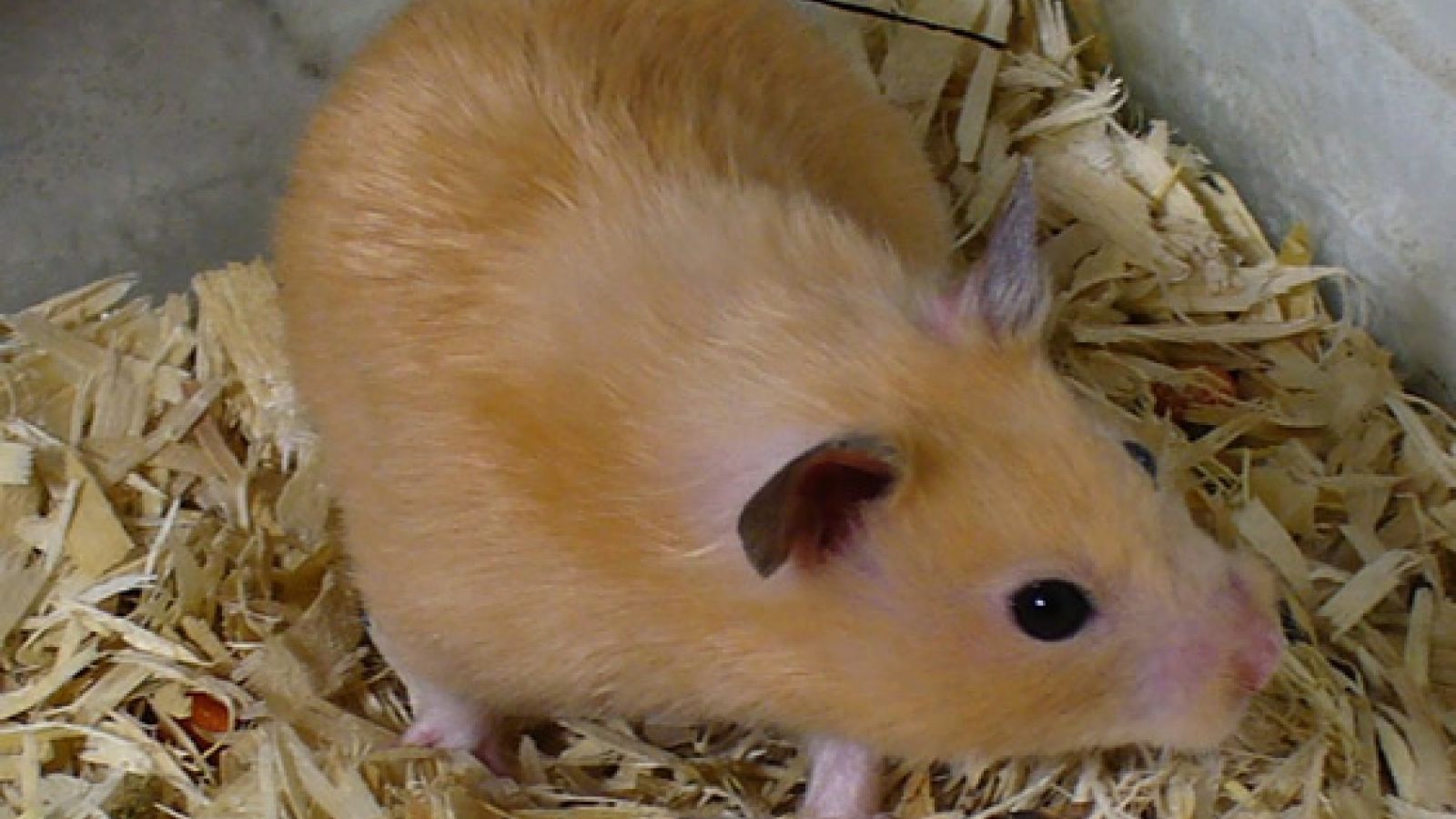 Discover 7 Unique Types of Fancy Hamsters for Perfect Pets