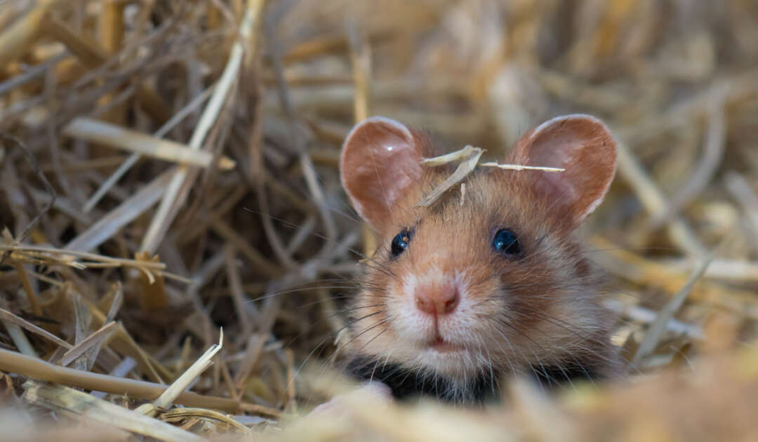 Unlock the Secrets: Understanding Hamster Genetics for Breeders