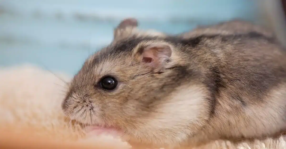 Discover 7 Essential Tips for Caring for Hybrid Dwarf Hamsters