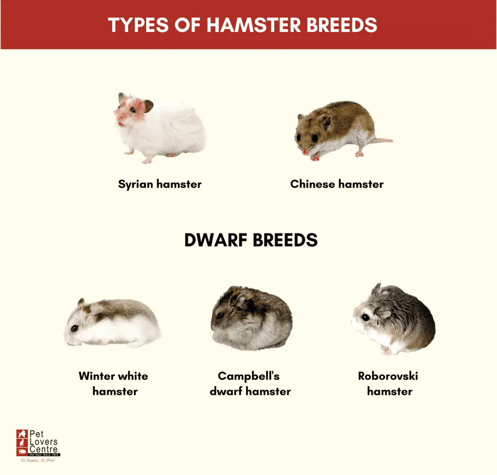 Ultimate Guide: 7 Hamster Care Differences by Type