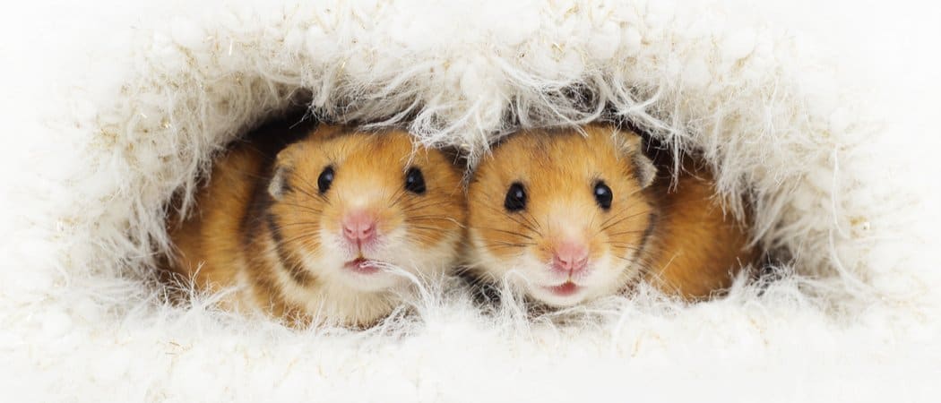 Hamster Breed Differences: 7 Key Behaviors You Should Know