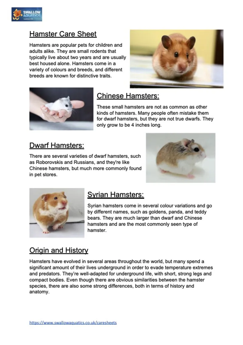 Discover the Fascinating History of Hamster Breeds: 5 Key Facts