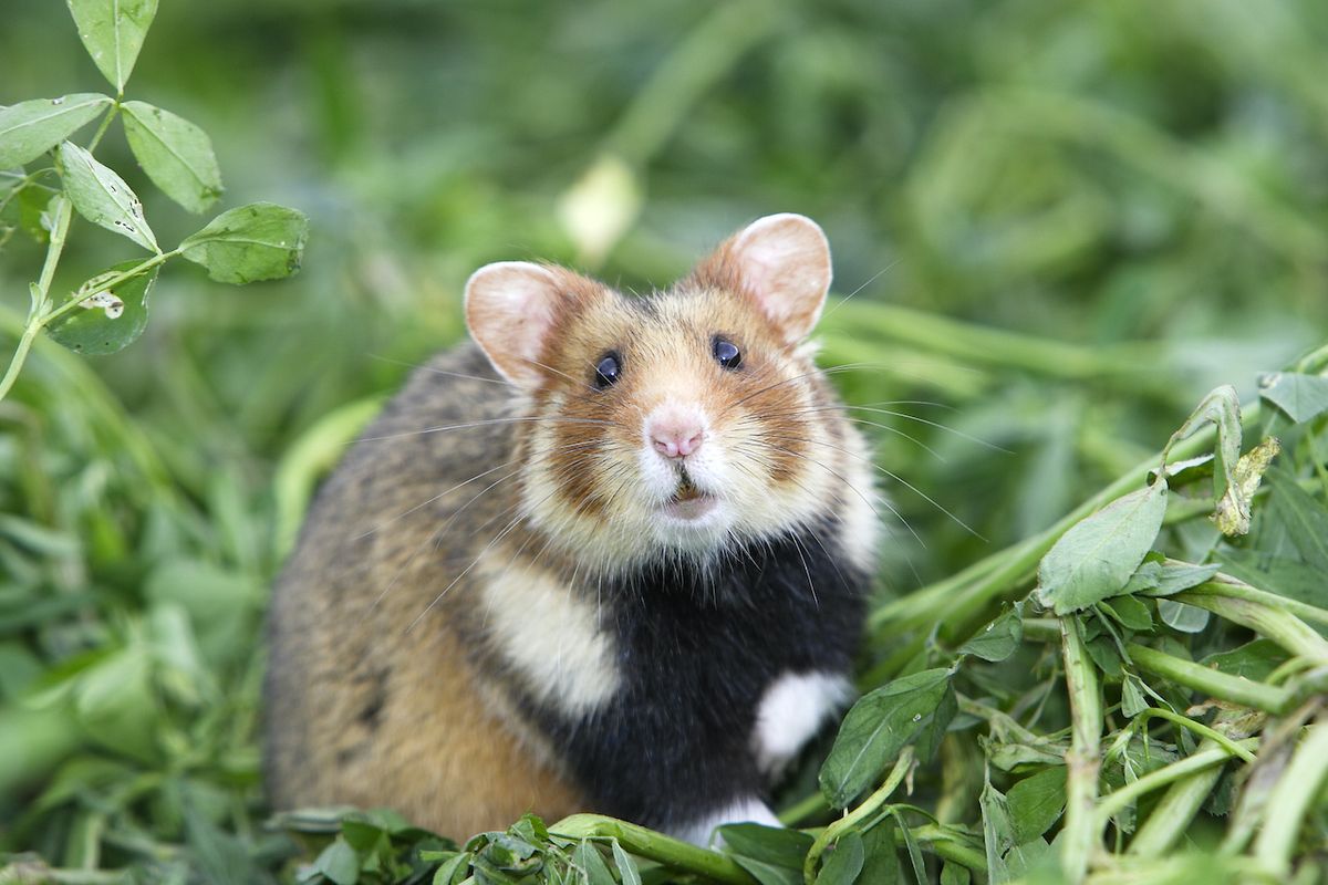 Discover 7 Essential Hamster Breeds and Their Unique Needs