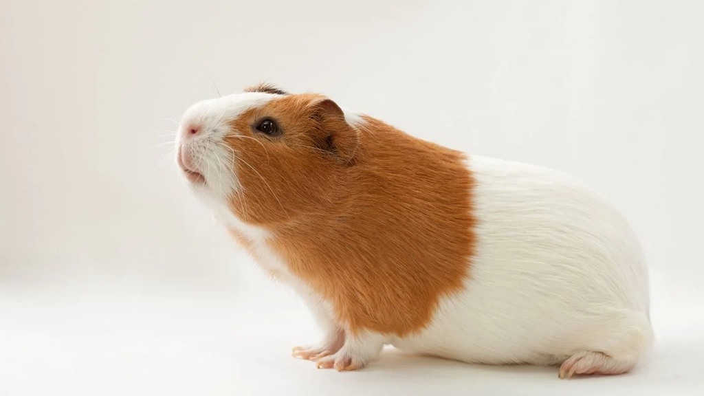 Expert Hamster Breed Recognition: Your 7 Essential Tips to Learn