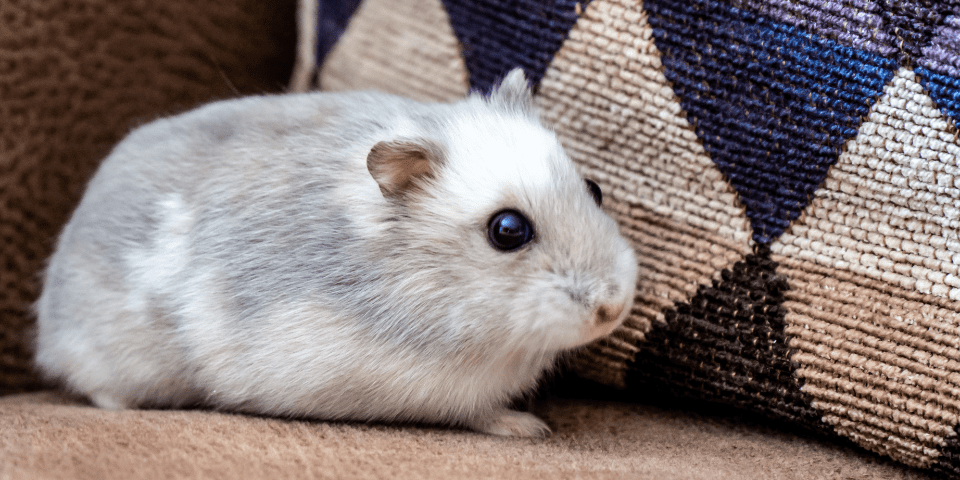 Discover 7 Distinct Characteristics of Popular Hamster Breeds