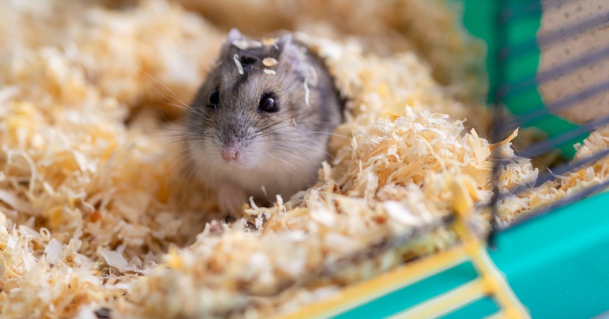 Discover the 5 Best Pet Hamster Types for Your Family