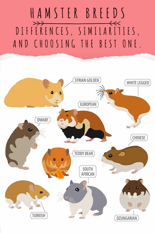 Discover 7 Unique Hamster Varieties: Ultimate Care Guide