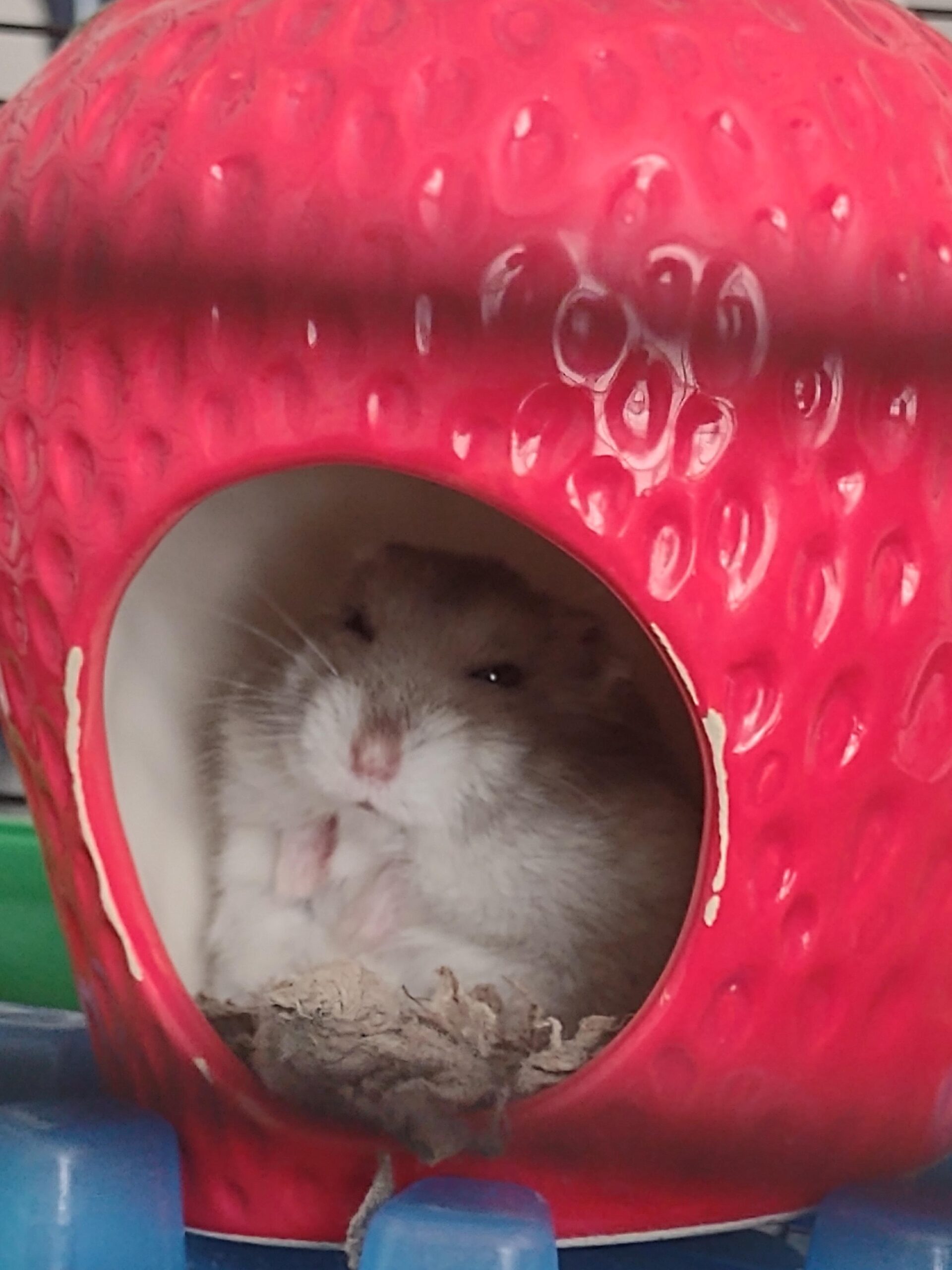 Hamster Types Every Owner Loves: The Ultimate Guide