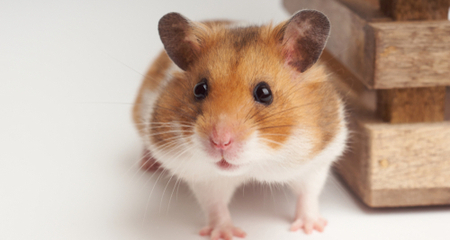 Top 5 Best Hamster Breeds for Easy Handling & Fun Interaction