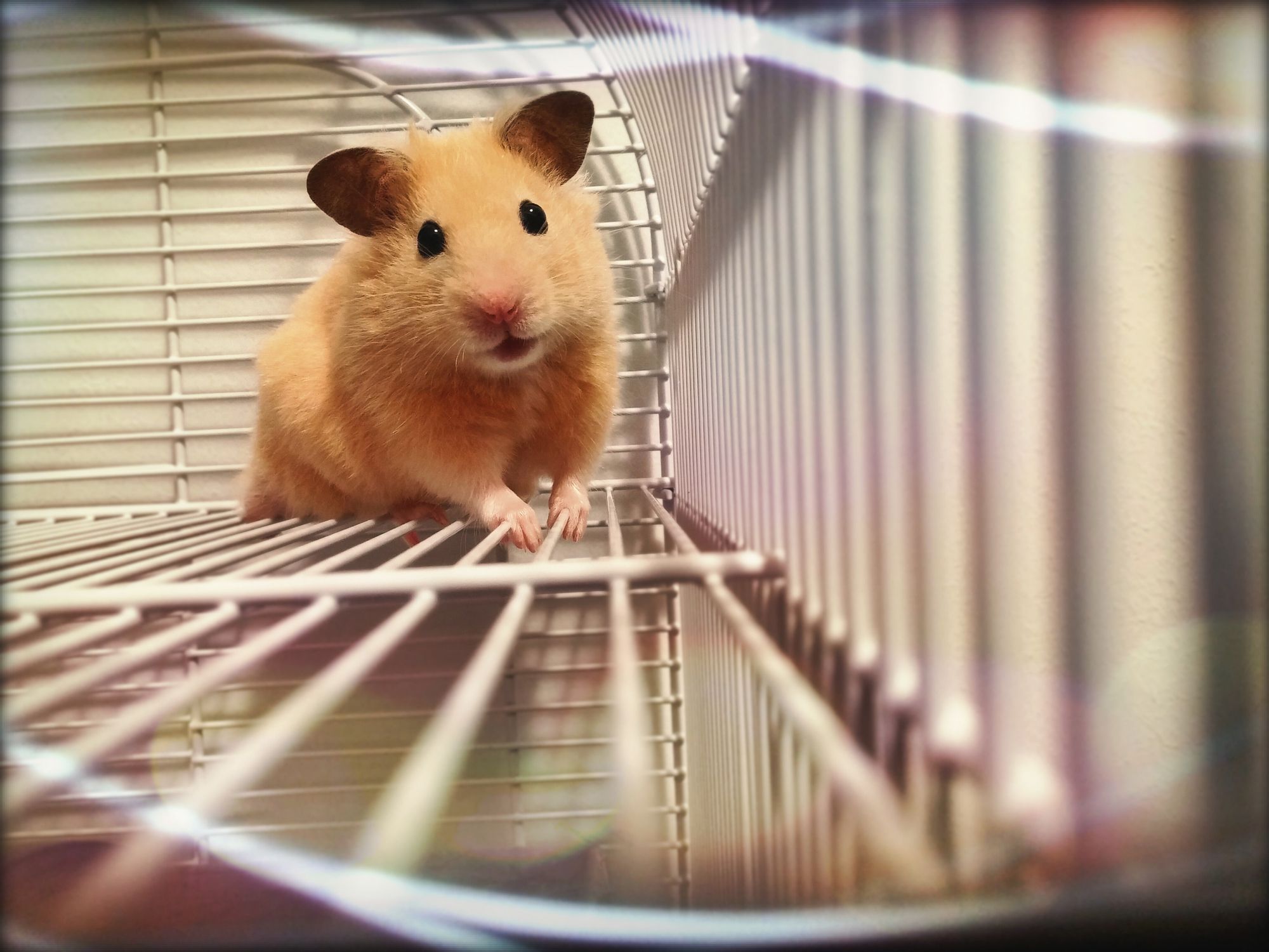 Top 5 Ultimate Hamster Breeds for Social Playtime Fun