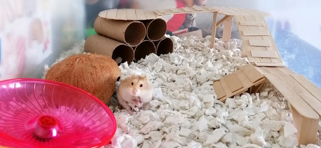 Ultimate Guide to 10 Essential Hamster Products for Owners