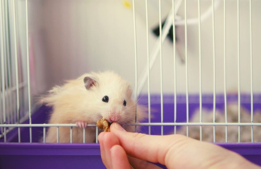 10 Playful Tiny Hamsters Your Kids Will Adore