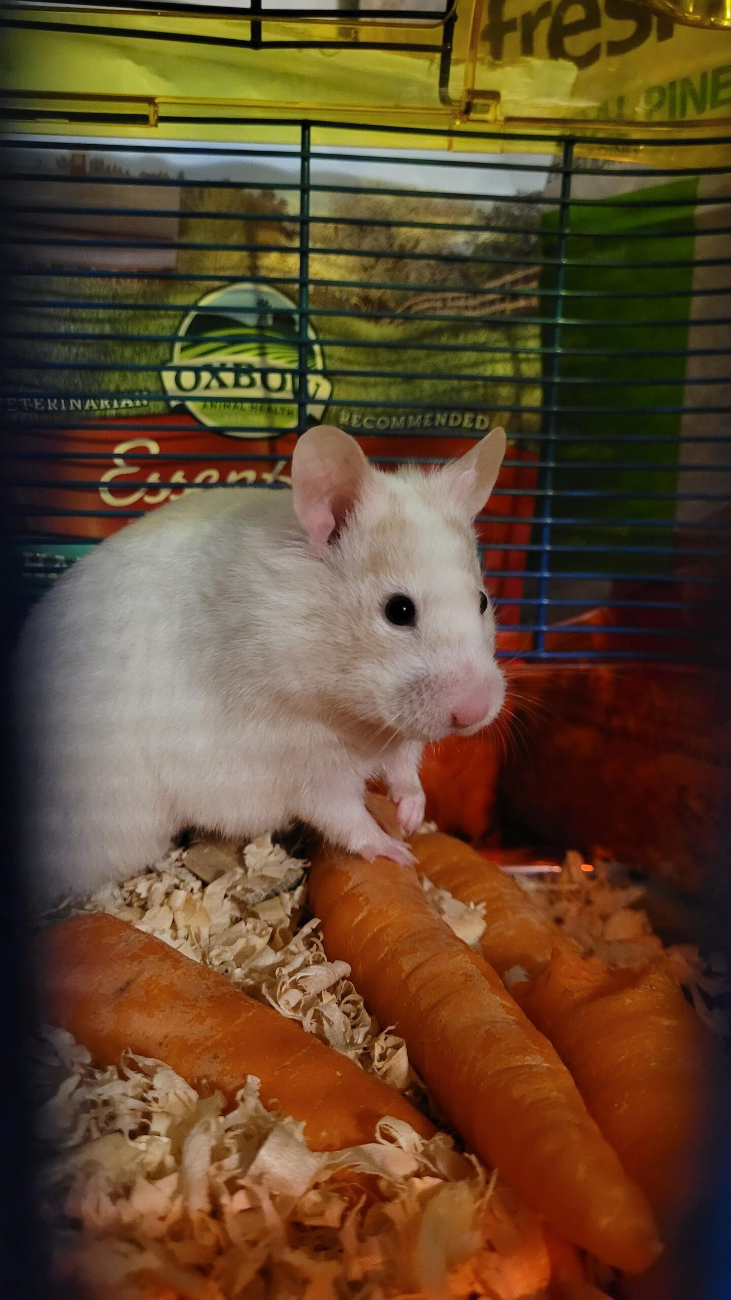 Discover 5 Essential Hamster Types for New Owners’ Success