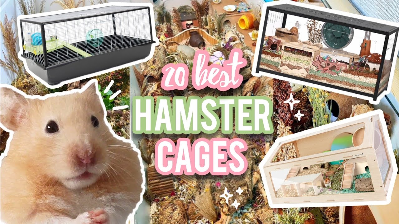 Essential Guide: 5 Proven Tips for Happy Pet Hamsters