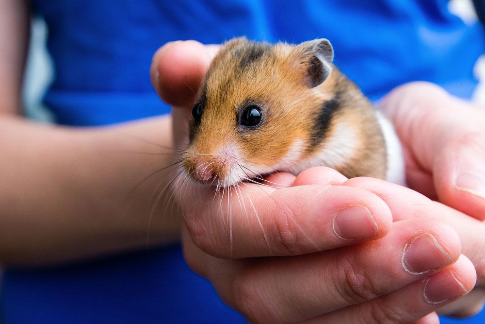 Discover the Top 5 Best Hamster Breeds for Families