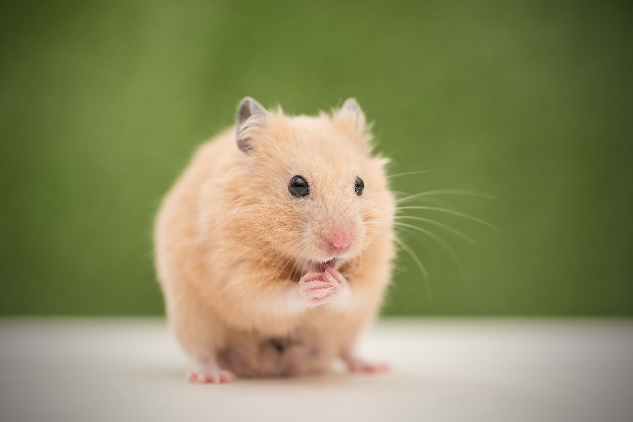 Discover the 5 Best Hamster Species for New Owners