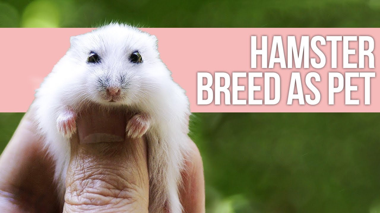 Discover 7 Essential Hamster Breeds New Pet Owners Must Know