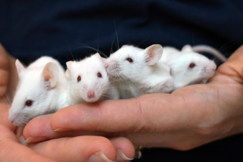 Top 7 Essential Tips for Choosing Family Hamsters