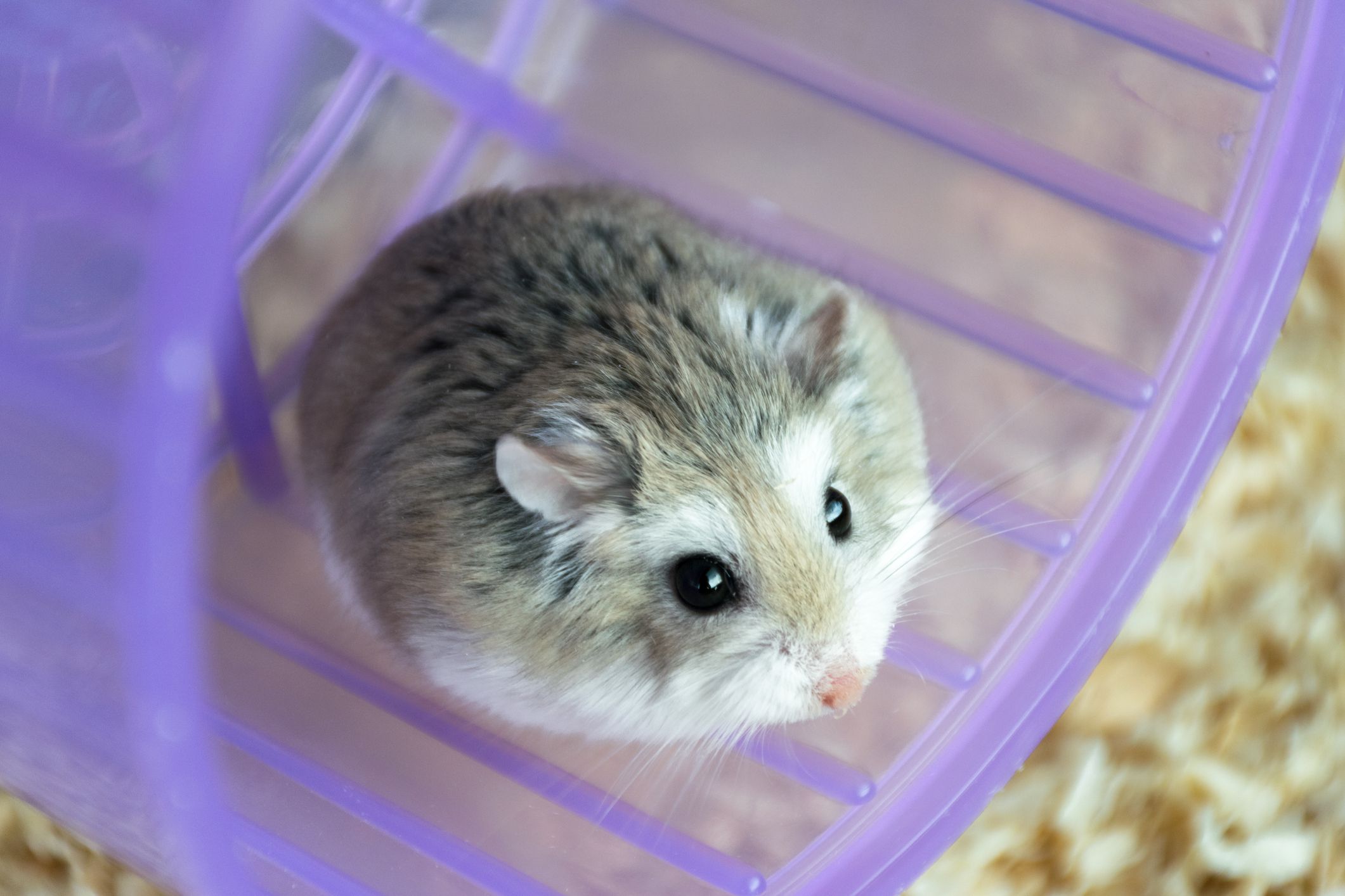 Top 5 Family-Friendly Hamster Breeds for Your Kids